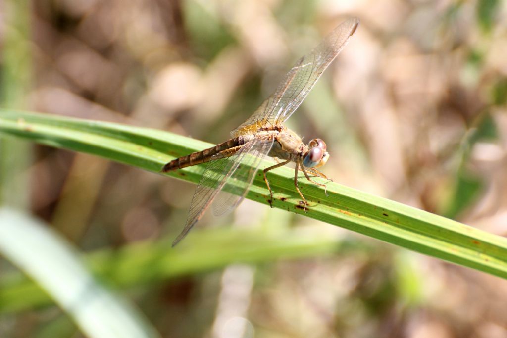 Tutte Crocothemis erythraea?